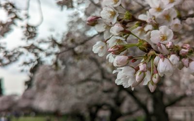 Transit Tips for Cherry Blossom Season 